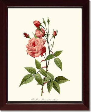 Tea Rose, Common