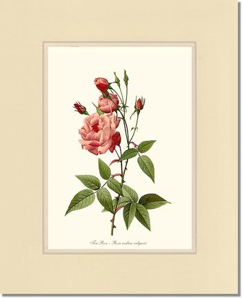 Rose Wall Art Print: Tea Rose, Common - Vintage Botanical Wall Decor- Charting Nature