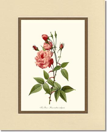 Rose Wall Art Print: Tea Rose, Common - Vintage Botanical Wall Decor- Charting Nature