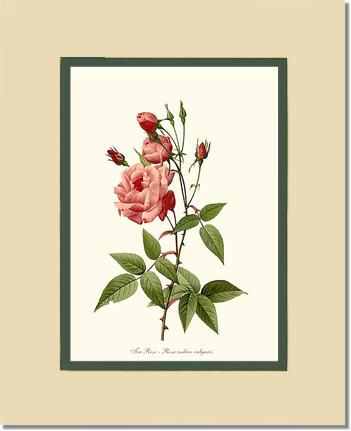 Rose Wall Art Print: Tea Rose, Common - Vintage Botanical Wall Decor- Charting Nature