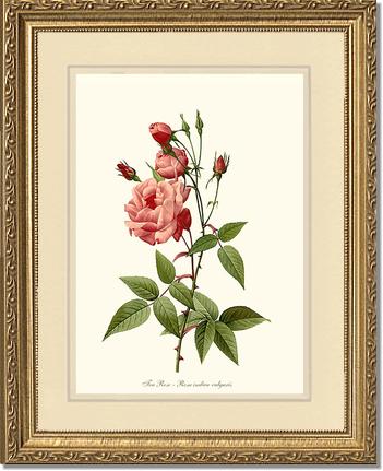 Rose Wall Art Print: Tea Rose, Common - Vintage Botanical Wall Decor- Charting Nature