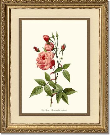 Rose Wall Art Print: Tea Rose, Common - Vintage Botanical Wall Decor- Charting Nature