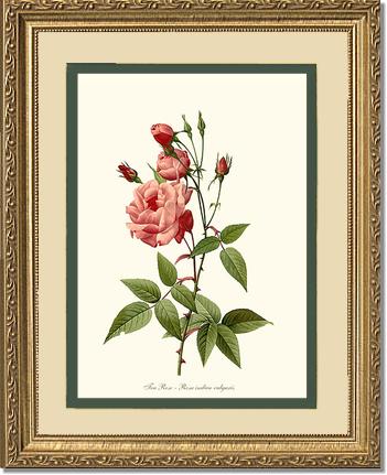 Rose Wall Art Print: Tea Rose, Common - Vintage Botanical Wall Decor- Charting Nature