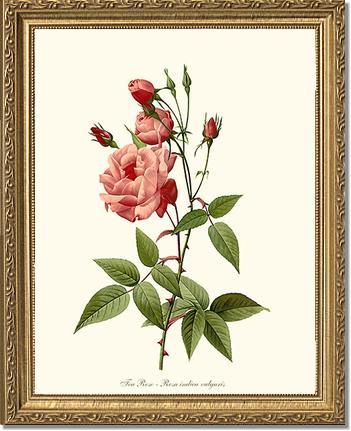 Rose Wall Art Print: Tea Rose, Common - Vintage Botanical Wall Decor- Charting Nature