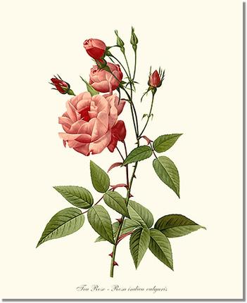 Rose Wall Art Print: Tea Rose, Common - Vintage Botanical Wall Decor- Charting Nature