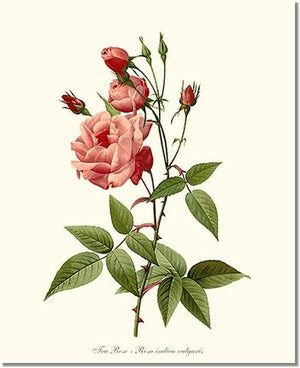 Rose Print: Tea Rose, Common