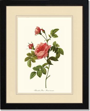 Rose Wall Art Print: Thornless Rose - Vintage Botanical Wall Decor- Charting Nature