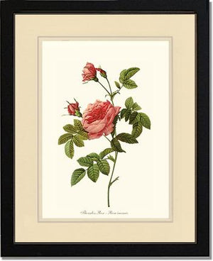 Rose Wall Art Print: Thornless Rose - Vintage Botanical Wall Decor- Charting Nature