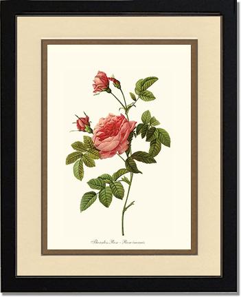 Rose Wall Art Print: Thornless Rose - Vintage Botanical Wall Decor- Charting Nature