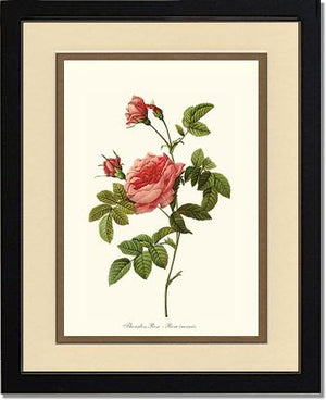 Rose Wall Art Print: Thornless Rose - Vintage Botanical Wall Decor- Charting Nature