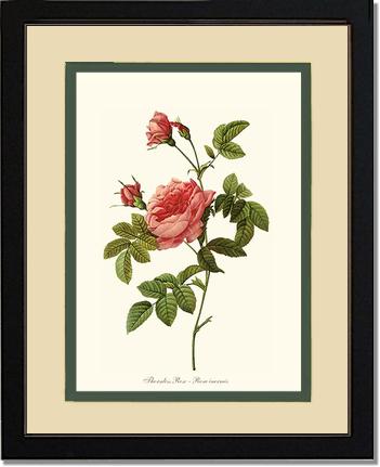 Rose Wall Art Print: Thornless Rose - Vintage Botanical Wall Decor- Charting Nature