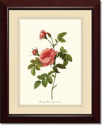 Rose Wall Art Print: Thornless Rose - Vintage Botanical Wall Decor- Charting Nature