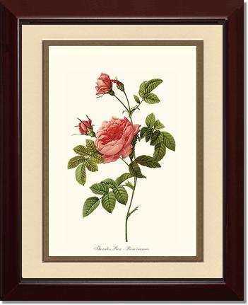 Rose Wall Art Print: Thornless Rose - Vintage Botanical Wall Decor- Charting Nature