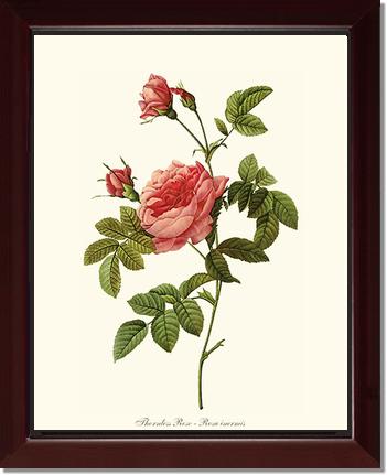 Rose Wall Art Print: Thornless Rose - Vintage Botanical Wall Decor- Charting Nature