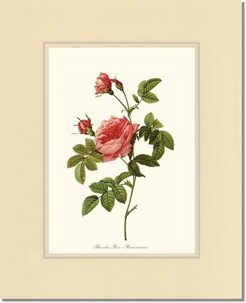 Rose Wall Art Print: Thornless Rose - Vintage Botanical Wall Decor- Charting Nature