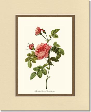 Rose Wall Art Print: Thornless Rose - Vintage Botanical Wall Decor- Charting Nature