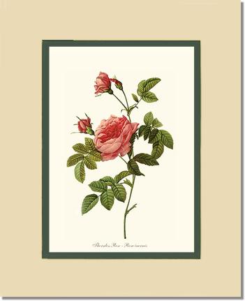 Rose Wall Art Print: Thornless Rose - Vintage Botanical Wall Decor- Charting Nature