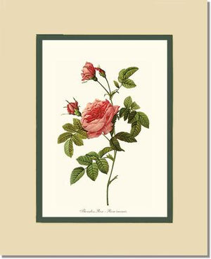 Rose Wall Art Print: Thornless Rose - Vintage Botanical Wall Decor- Charting Nature