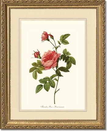 Rose Wall Art Print: Thornless Rose - Vintage Botanical Wall Decor- Charting Nature