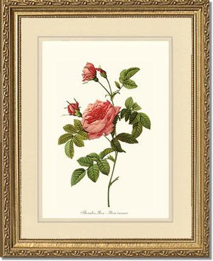 Rose Wall Art Print: Thornless Rose - Vintage Botanical Wall Decor- Charting Nature