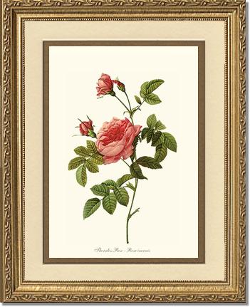 Rose Wall Art Print: Thornless Rose - Vintage Botanical Wall Decor- Charting Nature