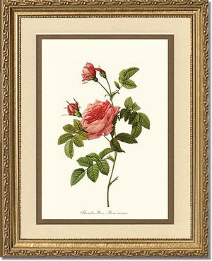 Rose Wall Art Print: Thornless Rose - Vintage Botanical Wall Decor- Charting Nature