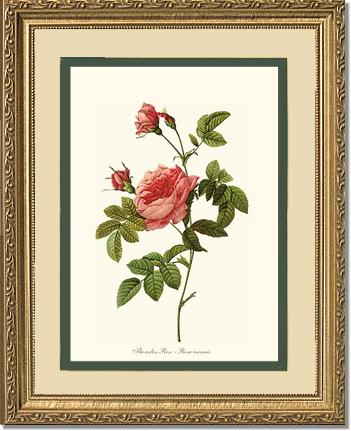 Rose Wall Art Print: Thornless Rose - Vintage Botanical Wall Decor- Charting Nature