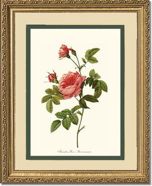 Rose Wall Art Print: Thornless Rose - Vintage Botanical Wall Decor- Charting Nature