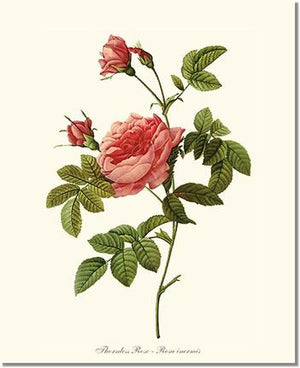 Rose Wall Art Print: Thornless Rose - Vintage Botanical Wall Decor- Charting Nature