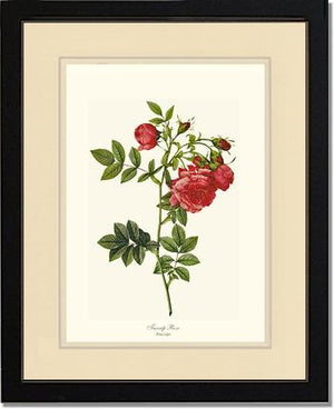 Turnip Rose