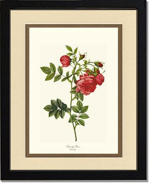 Turnip Rose