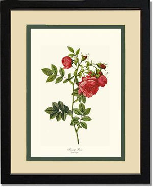Turnip Rose