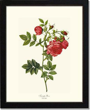 Turnip Rose