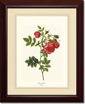 Turnip Rose