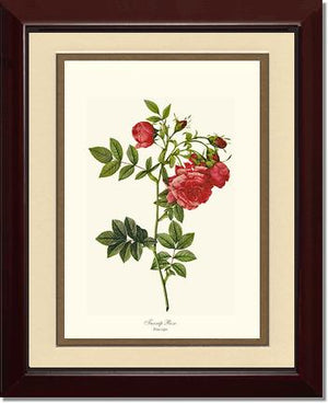 Turnip Rose