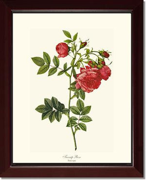 Turnip Rose