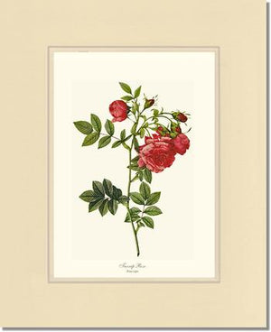 Turnip Rose