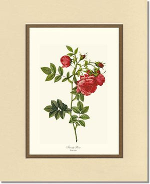 Turnip Rose