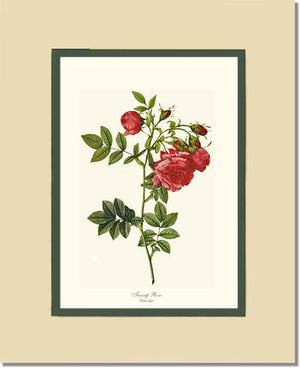 Turnip Rose