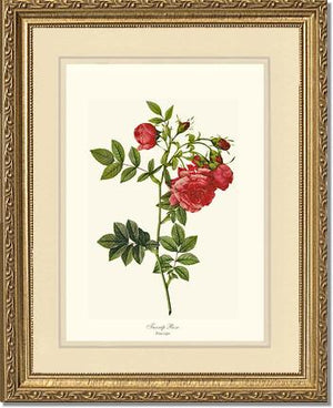 Turnip Rose