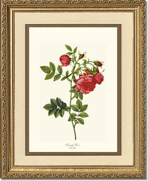 Turnip Rose