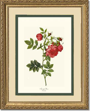 Turnip Rose