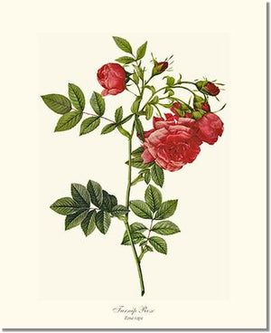 Rose Wall Art Print: Turnip Rose - Vintage Botanical Wall Decor- Charting Nature