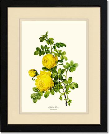 Rose Wall Art Print: Yellow Rose - Vintage Botanical Wall Decor- Charting Nature