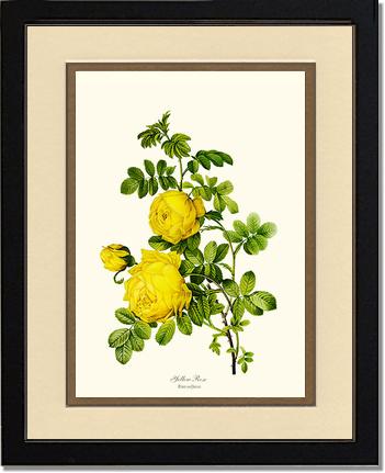 Rose Wall Art Print: Yellow Rose - Vintage Botanical Wall Decor- Charting Nature