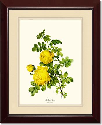 Rose Wall Art Print: Yellow Rose - Vintage Botanical Wall Decor- Charting Nature
