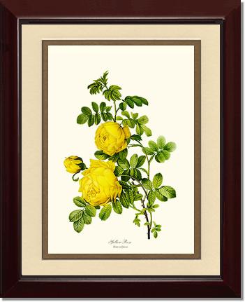 Rose Wall Art Print: Yellow Rose - Vintage Botanical Wall Decor- Charting Nature