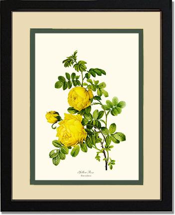 Rose Wall Art Print: Yellow Rose - Vintage Botanical Wall Decor- Charting Nature