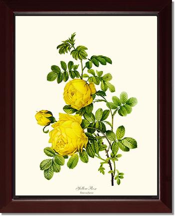 Rose Wall Art Print: Yellow Rose - Vintage Botanical Wall Decor- Charting Nature