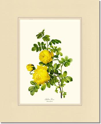 Rose Wall Art Print: Yellow Rose - Vintage Botanical Wall Decor- Charting Nature
